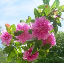Rosa cinnamomea plena for sale  Brooks