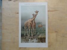 Orig.(1898) Chromolithographie Giraffe (Camelopardalis girafa) (B15) comprar usado  Enviando para Brazil