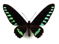 Ornithoptera trogonoptera troj usato  Spedire a Italy