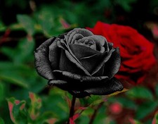 Rare black rose for sale  FRESHWATER