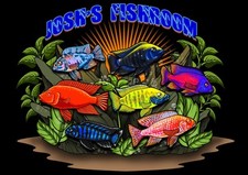 Lot african cichlids for sale  Eveleth