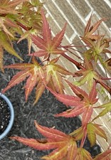 Acer palmatum bonfire for sale  Independence