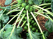 Rosenkohl roodnerf samen gebraucht kaufen  Recklinghausen