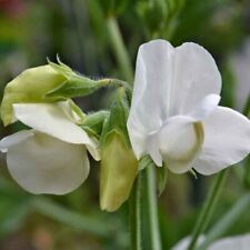 Sweet pea royal for sale  SALISBURY