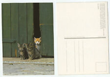 17937 kätzchen scheunentor gebraucht kaufen  Berlin