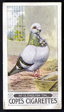 Cope pigeons 13 for sale  TAMWORTH
