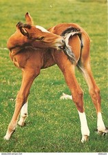 Animals horses cpm d'occasion  Expédié en Belgium