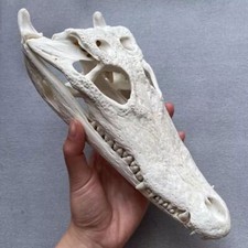 Usado, 1 peça coleção de decoração de espécime de caveira cabeça de crocodilo esqueleto animal comprar usado  Enviando para Brazil