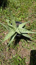Aloe wunderkind rare for sale  Atlanta