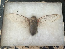 Framed mounted taxidermy for sale  Irvine