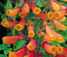 Chillean glory vine for sale  CORBY