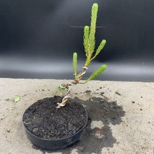 ornamental pine trees for sale ornamental pine trees for sale HULL