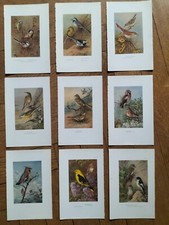 Lithos zoologie oiseaux d'occasion  Metz-