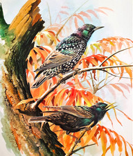 Starlings tree. print for sale  NELSON