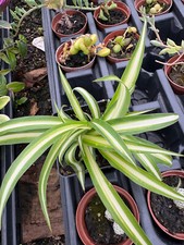 hanging spider plant for sale hanging spider plant for sale Crosby