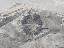 Platte fossilen pflanzen gebraucht kaufen  Berg b.Neumarkt i.d.OPf.