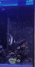 Live marine fish for sale  ENFIELD