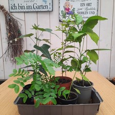 Zitruspflanze flaschenbaum rie gebraucht kaufen  Gröbzig