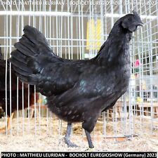 Bruteier ayam cemani gebraucht kaufen  Uedem