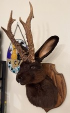 Jackalope originally mayjackal for sale  East Stroudsburg