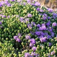 Thymbra capitata thym d'occasion  Pouzauges