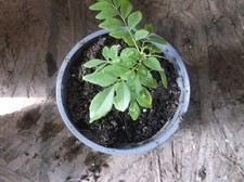 Aromatic bare rooted for sale  Chicago