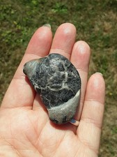 Genuine carapace unpolished for sale  WESTON-SUPER-MARE