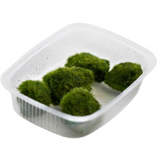 Aegagropila linnaei mini gebraucht kaufen  Püttlingen