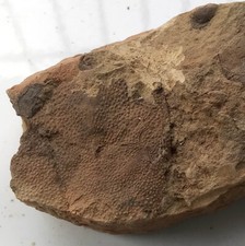 Peixe fóssil Polybranchiaspis, ensino, bom, legal. No.b50 comprar usado  Enviando para Brazil