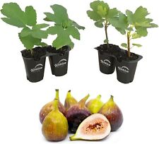 Fig tree live for sale  USA