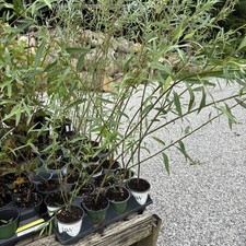 weeping willow trees for sale  Lily