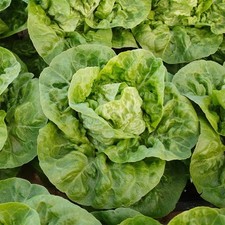 Little gem lettuce for sale  STOWMARKET