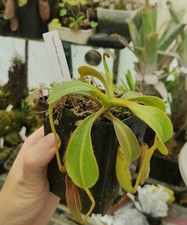 Nepenthes veitchii lowii d'occasion  Beaumont-de-Lomagne