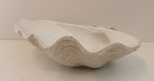 Large decorative clam for sale  BROCKENHURST