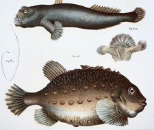 1860 lumpfish mudskipper for sale  NORWICH