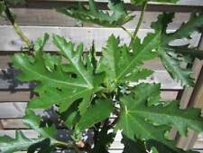 Ficus carica ice gebraucht kaufen  Wuppertal