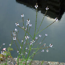 Verbena officinalis vervain. for sale  WALLINGFORD