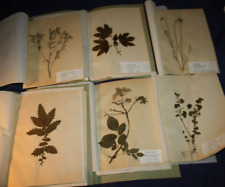 Pflanzen herbarium 1964 gebraucht kaufen  Merenberg