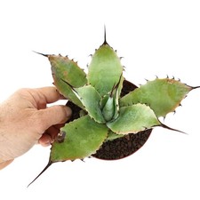 Agave ibrida agave usato  Napoli