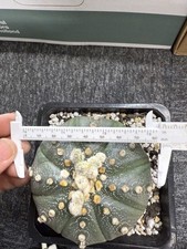 Astrophytum asterias 9cm for sale  BIRMINGHAM