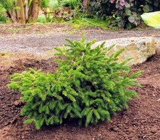 Picea orientalis ferny for sale  Silverton