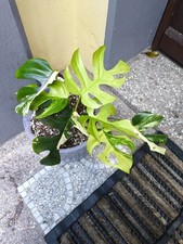 Rhaphidophora tetrasperma yell gebraucht kaufen  Wurster Nordseeküste