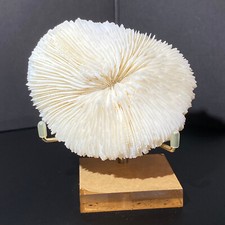 126g natural white d'occasion  Expédié en Belgium