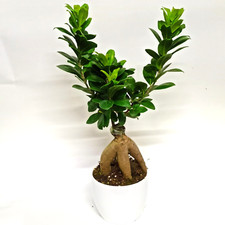 Piante bonsai interno usato  Terracina