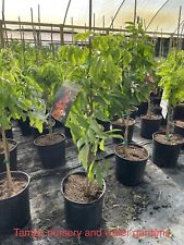 Mautirius lychee tree. for sale  Plant City