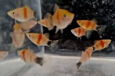 Tiger platy fry for sale  HARROW