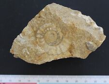 Ammonite acanthopleuroceras ca d'occasion  Moyon