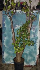 Jade crassula ovata for sale  San Marcos
