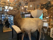 Professional taxidermy life for sale  Bernard