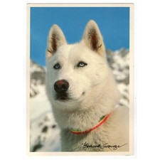 Hunde postkarte samojede gebraucht kaufen  Backnang